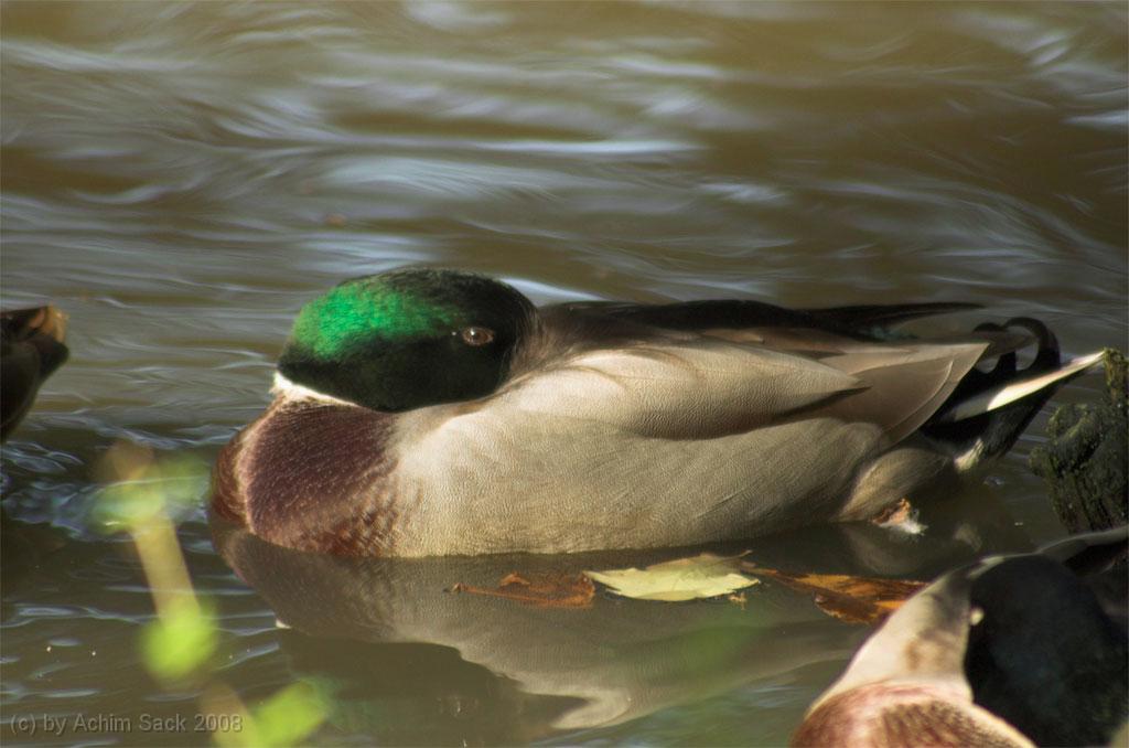 DSC_3938.jpg
